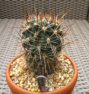 Lobivia rubescens